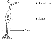 Gráfico 2. Neurona biológica